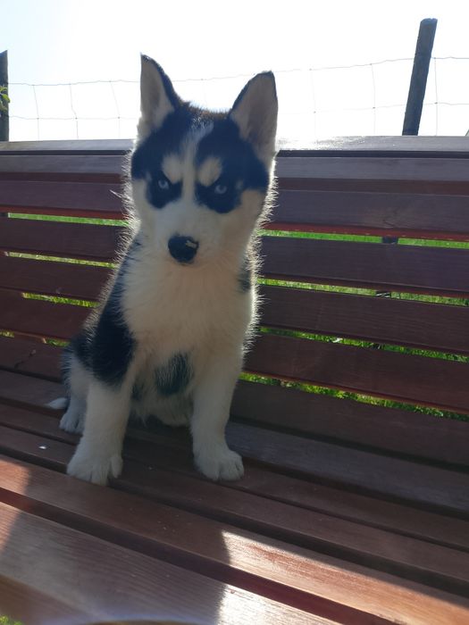 Szczeniak Syberian Husky