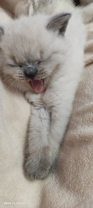 Кошенята британська" бою поінт"