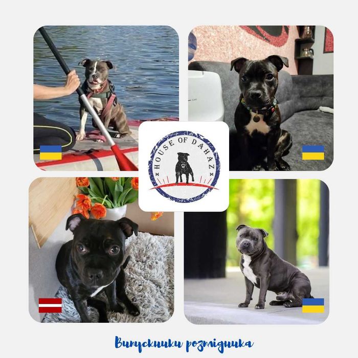 Розплідник HOUSE of DAHAZ, ознайомлювальне оголошення