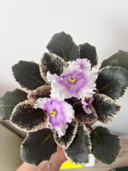 Фіалка (сенполія) вазон