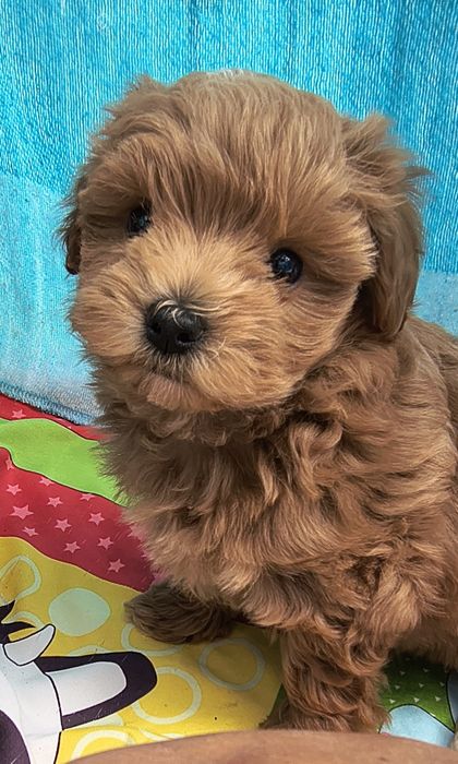Maltipoo szczenię