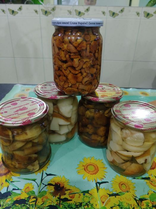 Грибы  синеножка , белые ,  польский гриб , козлята