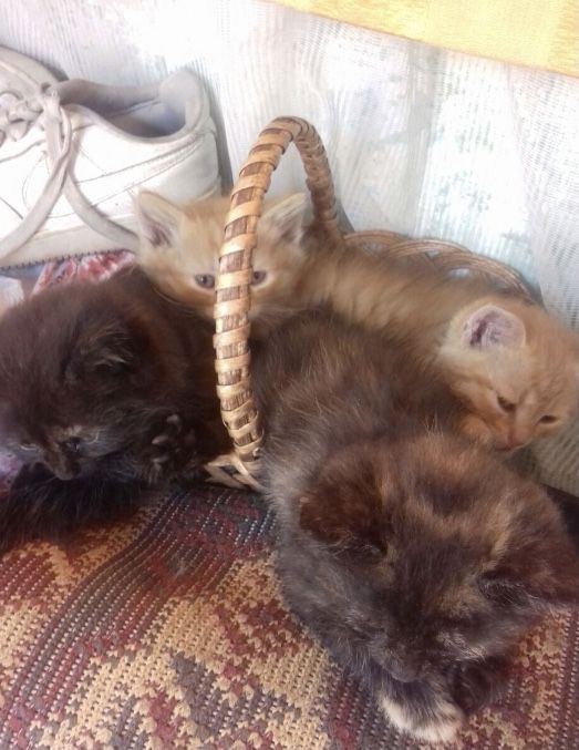 Котенята, котята, котики, кошенята в добрі руки