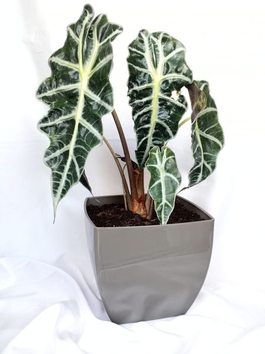 Plantas de exterior e interior