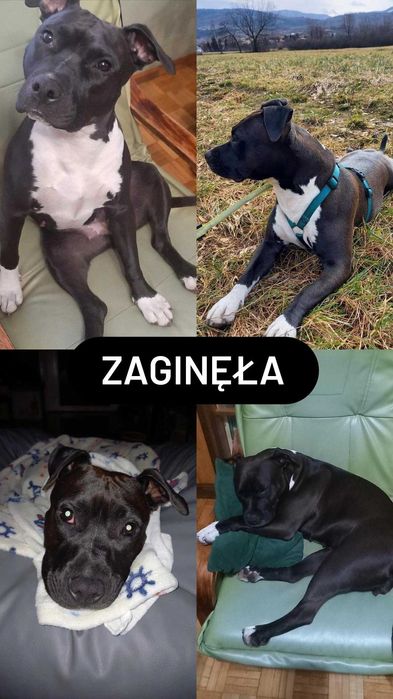 Zaginęła Hajdi!!!