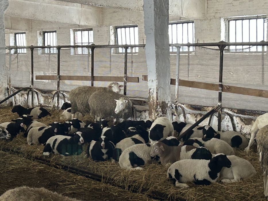 Барани, вівці, ярки: крос дорпер, романовка, едильбай (курдючний)