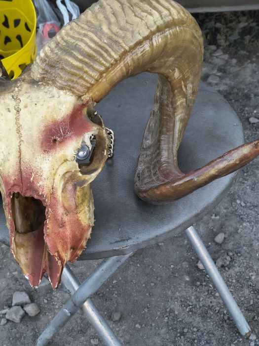 Rogi muflona       rzadkie znalezisko