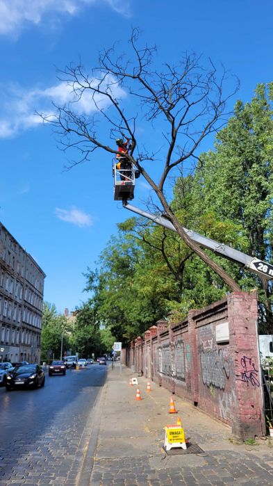 Wycinka przycinanie drzew wycinanie alpinista Wrocław tel 604.122.123