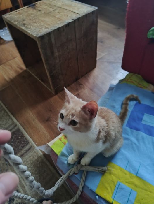 Кошки и котята девочки