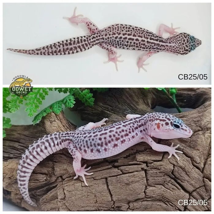 Młode gekony lamparcie, eublefary Total Eclipse