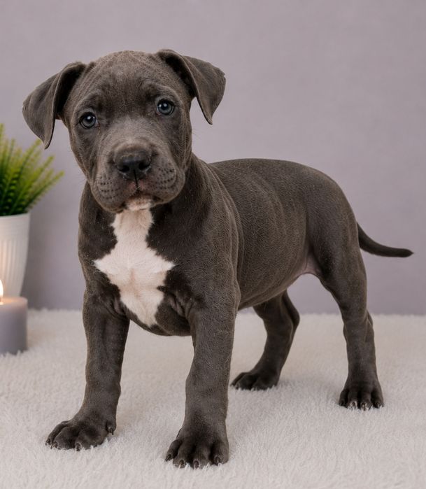 Cudowny piesek Amstaff blue!