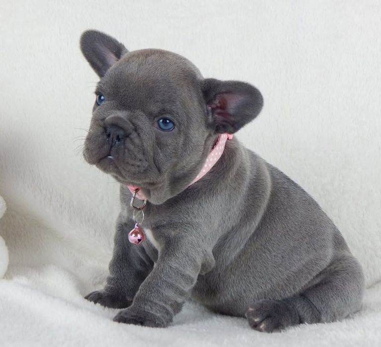 Французький Бульдог,якість