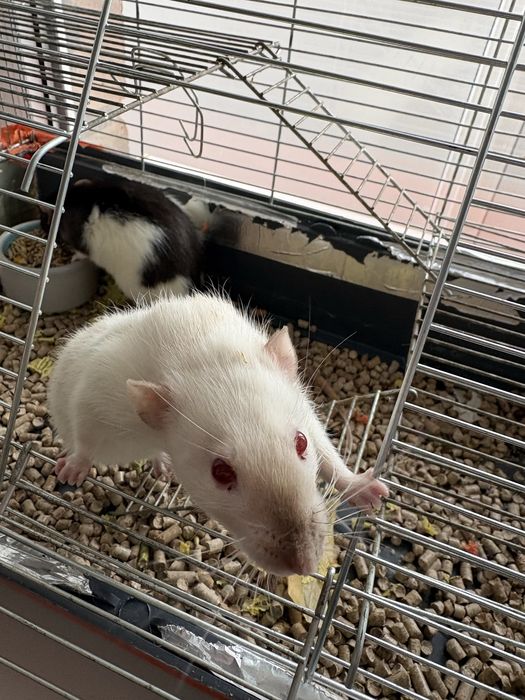 Віддам крисок в добрі руки