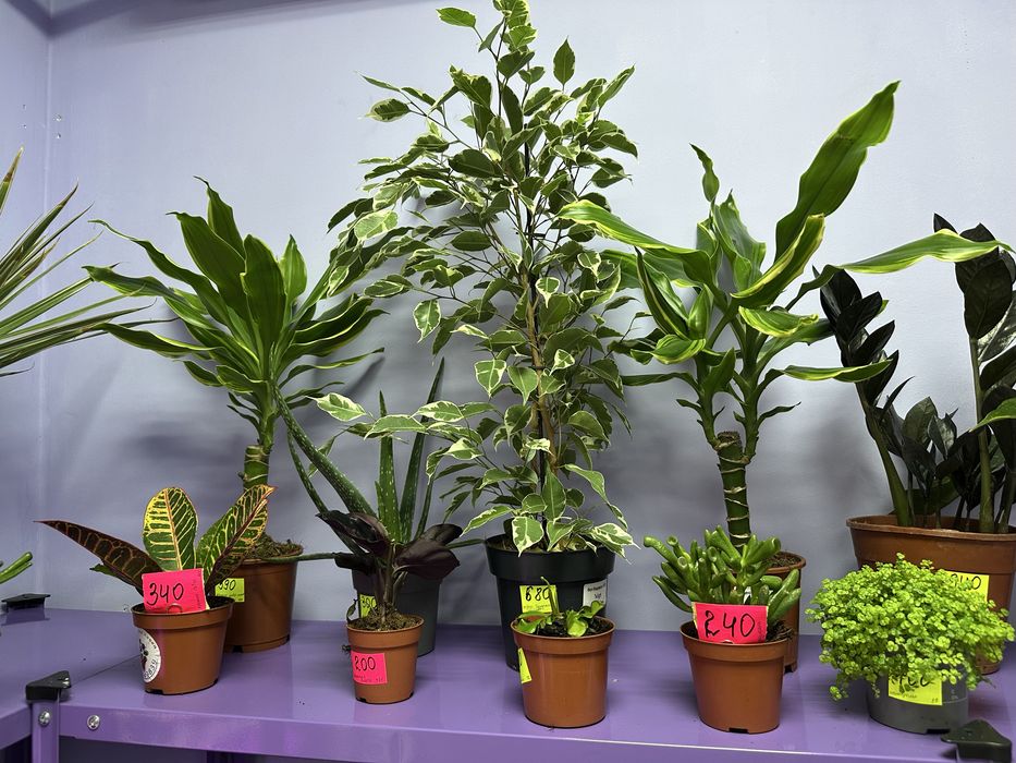 Шефлера, драцена, стриліція, спатифілум, антуріум, кактуси, сукуленти