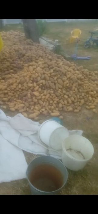 Безкоштовна доставка Картошка, консервація, картопля, бульба