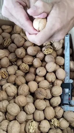 грецкий орех первого сорта