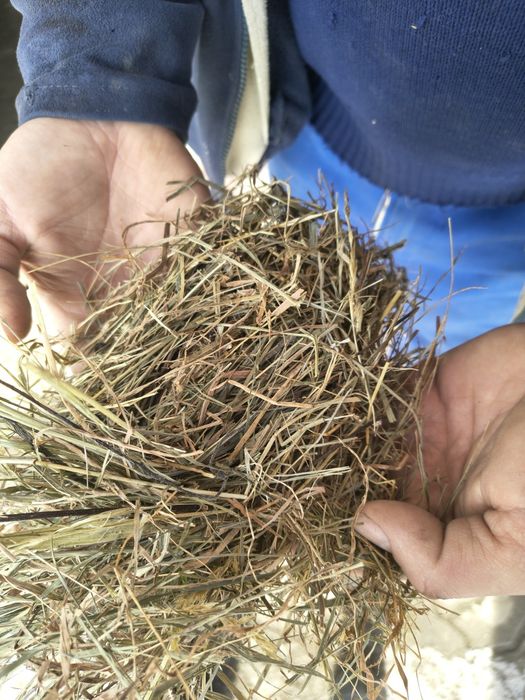 Siano dla koni i bydla