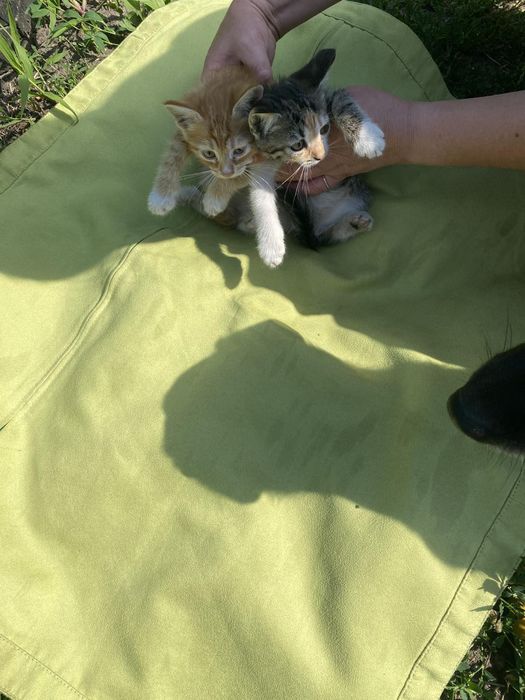 Котята бесплатно