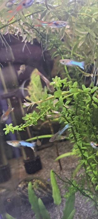 Gupik endlera różne kolory