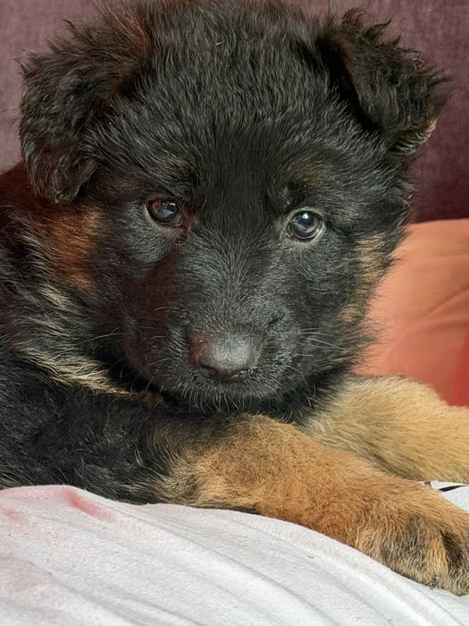 Owczarek niemiecka długowłosy czarny podpalany