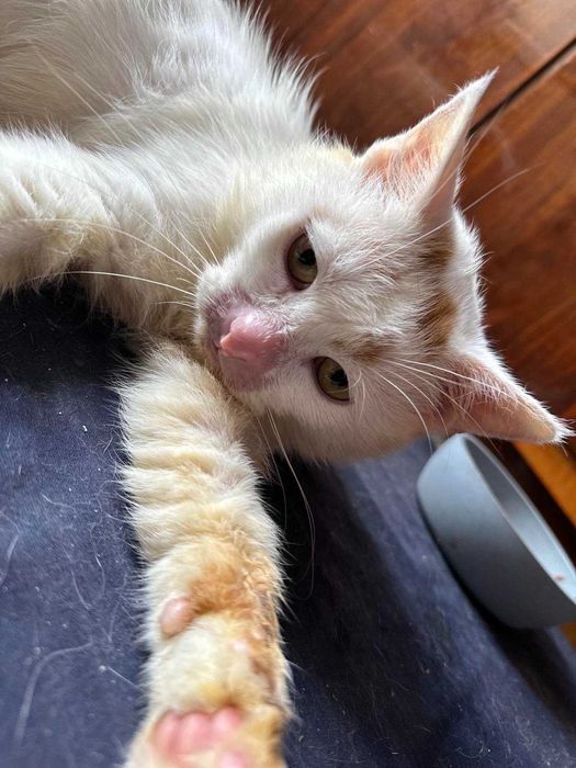 Kubuś szuka swojego domu