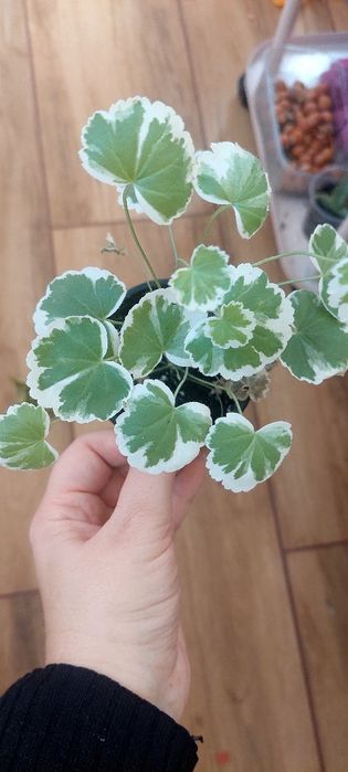 Різдвяники шлюмбергера вкорінені