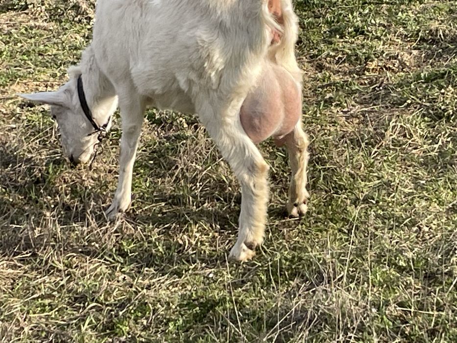 Продам козу першокотка зааненка