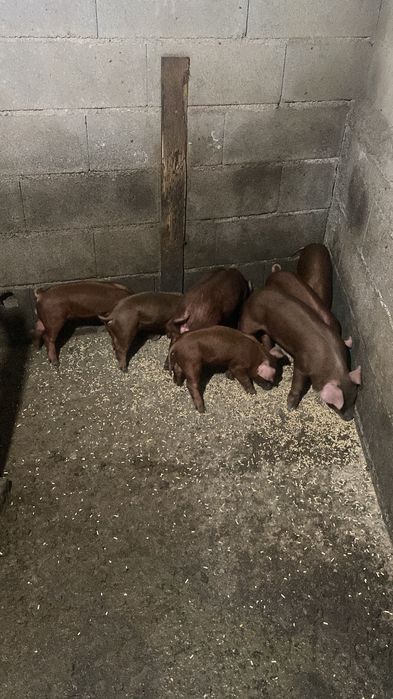 Duroc puros e cruzados