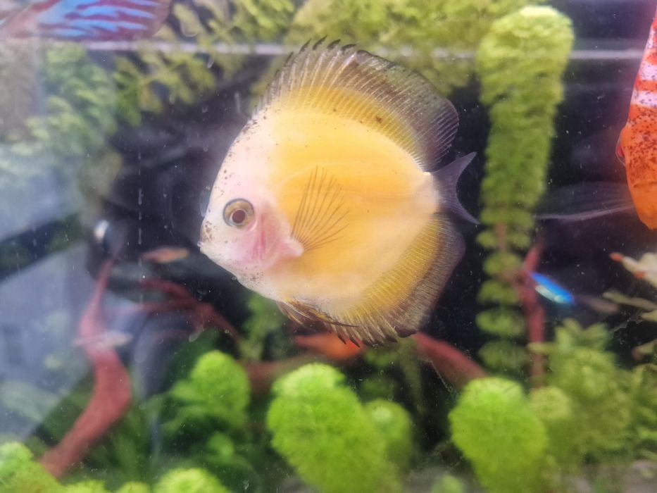 Peixe Disco amarelo