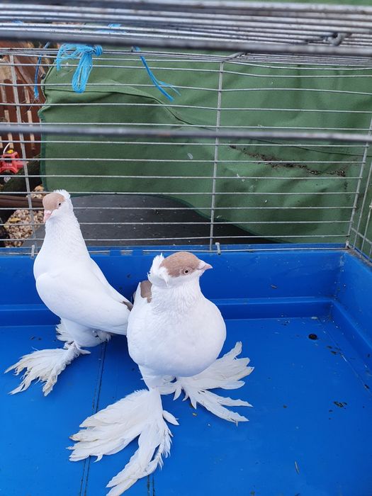 Krymki i inne ozdobne