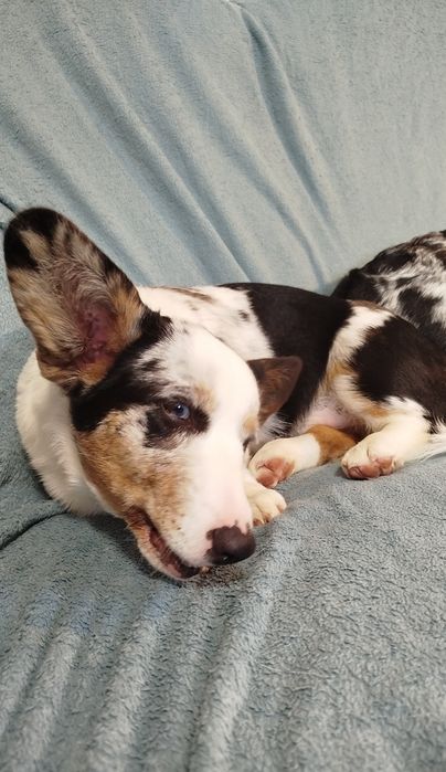 Welsh Corgi Cardigan FCI suczka Blue Merle
