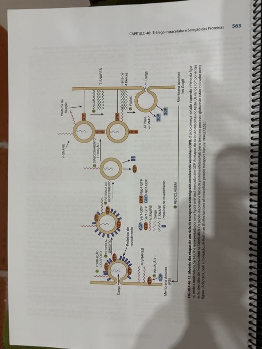 Livro de Bioquimica Ilustrada de Harper(dividido em 2)