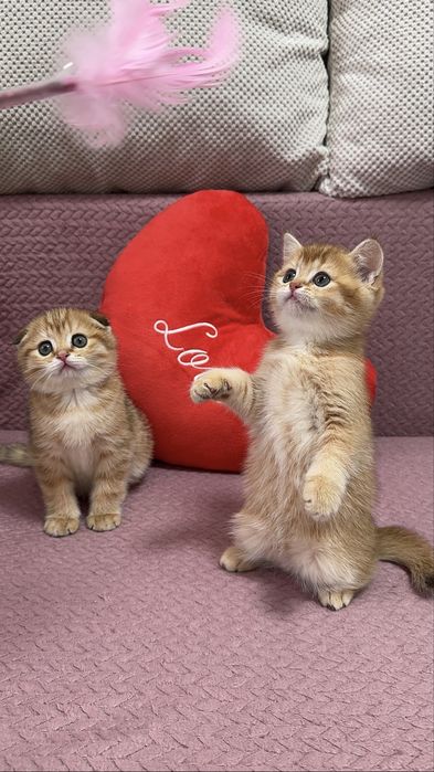 Шотландские котолапки