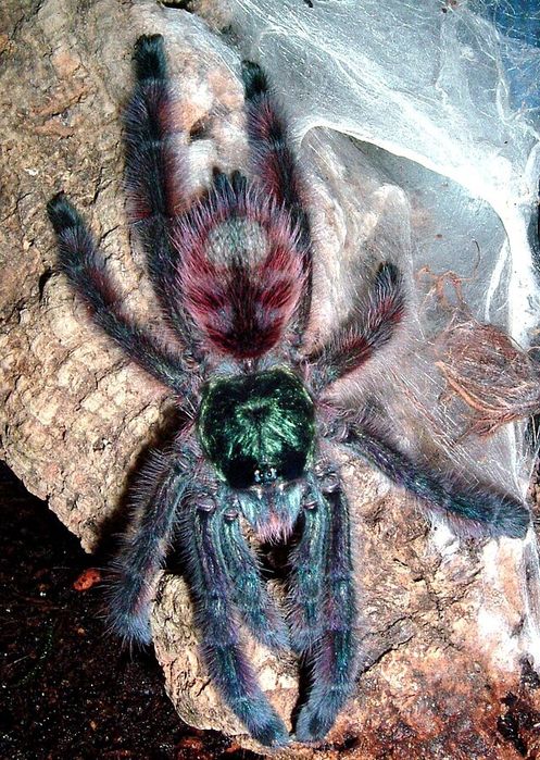 Caribena Versicolor L4 ptasznik pająk