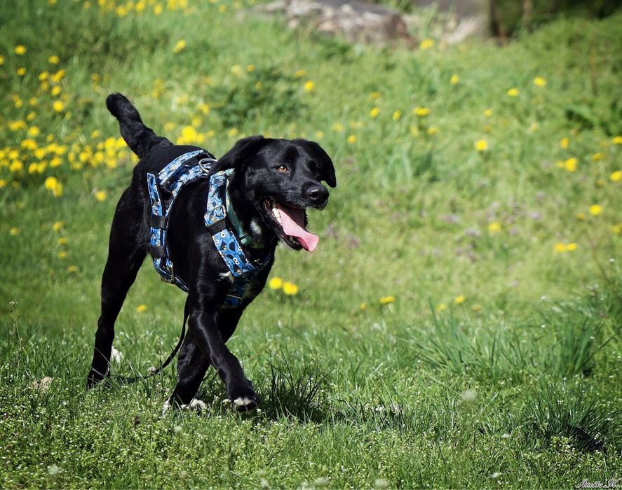 MAJLO | super aktywny, wesoły i przyjaźnie nastawiony ala labrador
