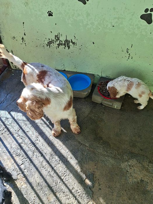 Pastor alemao × cocker spaniel Póvoa De Varzim, Beiriz E Argivai • OLX.pt