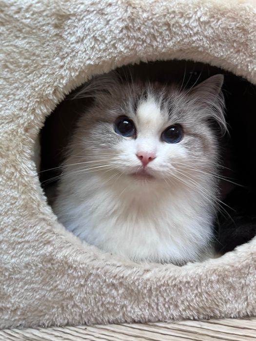 Summer- dorosła kotka Ragdoll do adopcji rodowód FPL koteczka adopcja