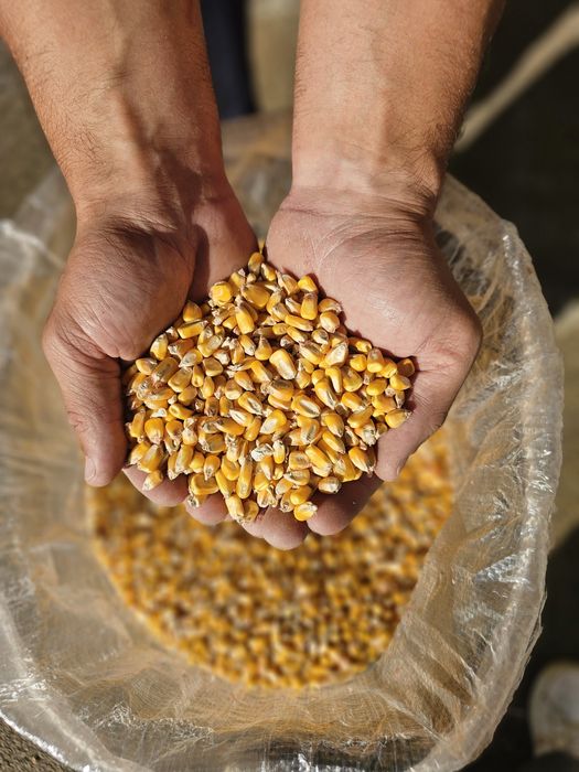 Milho Graúdo RM Agro - Colheita 2025