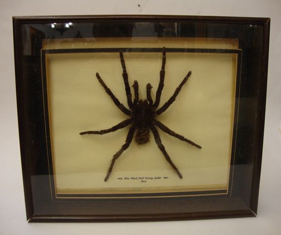 Borboleta de grandes dimensões