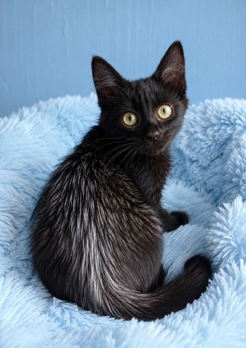 маленький черный котёнок уникального окраса ищет дом! котята в хорошие руки!