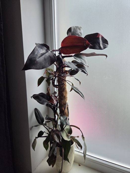 Philodendron Pink Princess olbrzym 75cm filodendron roślina doniczkowa