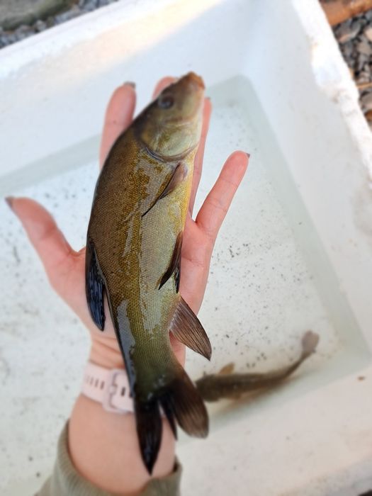 Lin kroczek 18-23cm Dostępny! Karp, Płoć, Amur