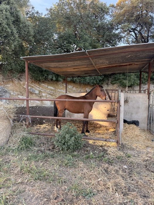 Poldro Cruzado V