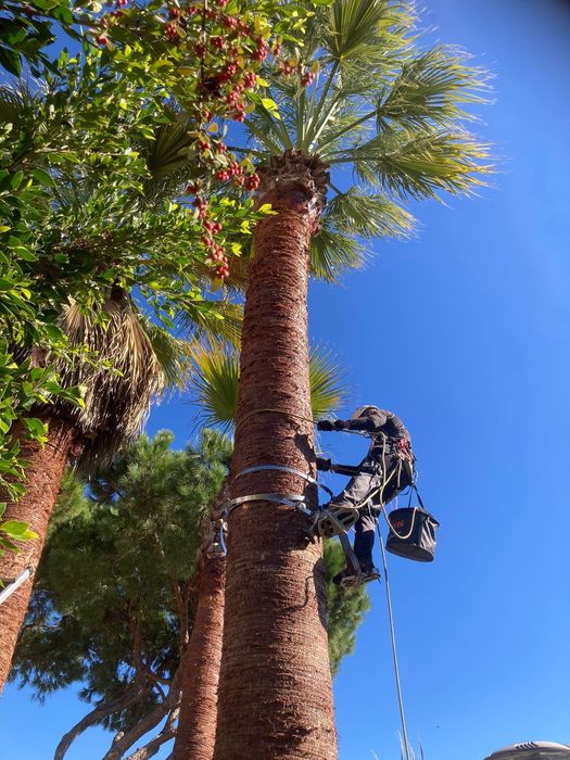Limpeza de Terrenos e Arvores Manutenção de Jardins