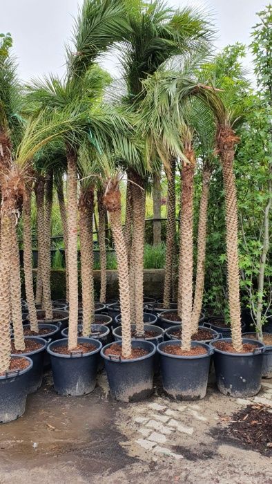 Palmeiras -Archontophoenix-Roebellenii-Roystoneas-Ravenea-Dypsis