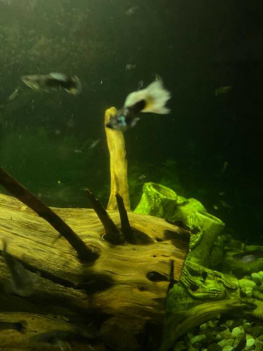 Акваріумні риби Гуппі