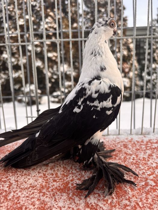 Motyl Warszawski samica 24r