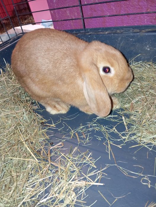 Królik miniaturki/karlowate