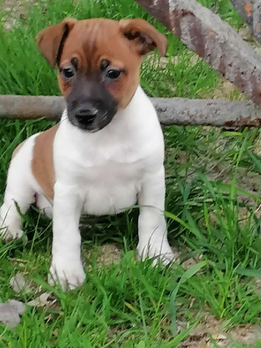Jack russell terrier