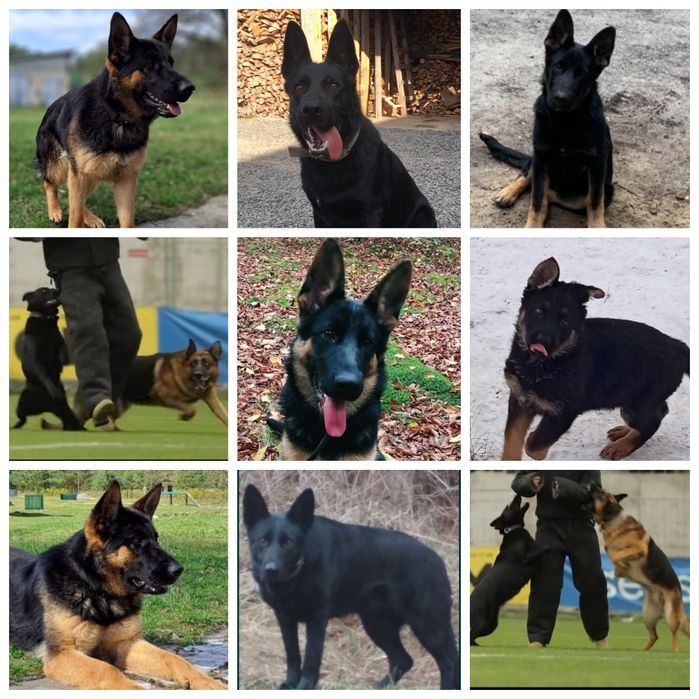 Продам цуценят німецької вівчарки